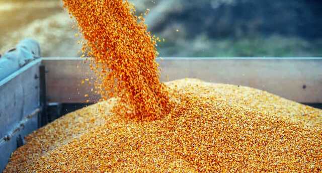 Два западных зерновых гиганта планируют прекратить экспорт из России