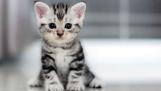 Шалене кошеня покусало ветеринара: у Броварах та окрузі оголосили карантин