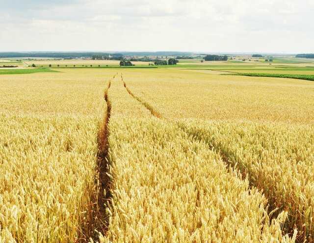 Директор підприємства НААН на Донеччині зіпсував врожай пшениці