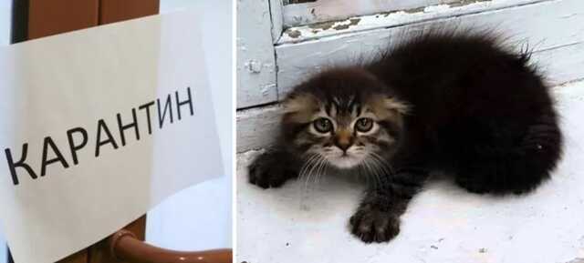 На Київщині від сказу померло кошеня, яке придбали через інтернет: оголошено карантин
