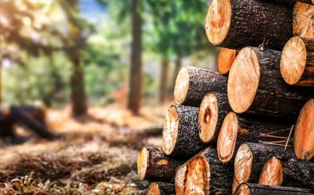 Литва заблокувала схему нелегального імпорту деревини з Білорусі та Росії