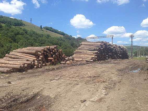 Експосадовців Іршавського лісгоспу підозрюють у недбалості