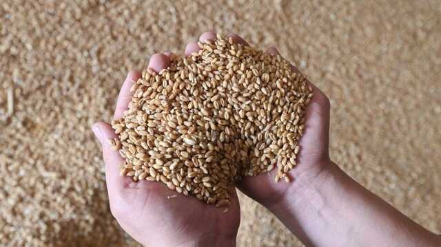 Україна звинуватила Польщу у порушенні договору через припинення імпорту зерна