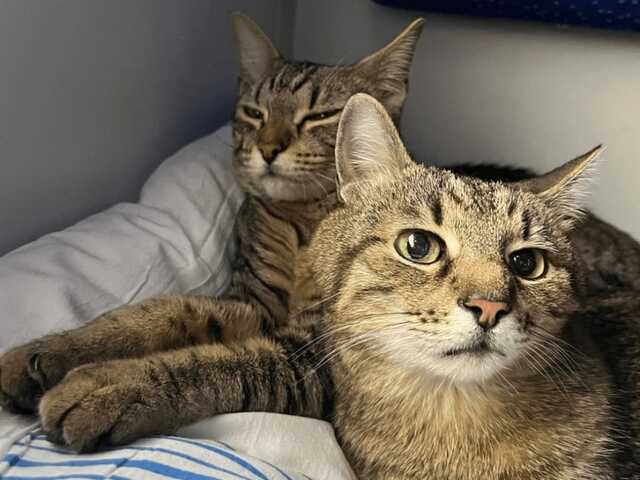 Кіт Степан з Харкова одружився зі своєю подругою з Франції