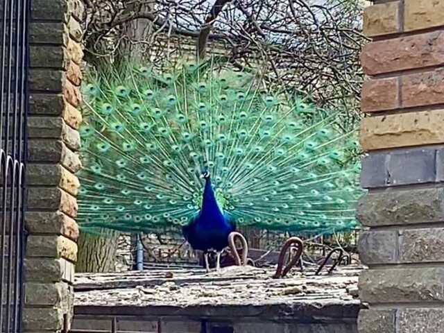 У центрі Києва серед багатоповерхівок мешкають екзотичні птахи