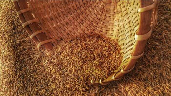 Молдова збирається заборонити імпорт зернових та олійних культур із України