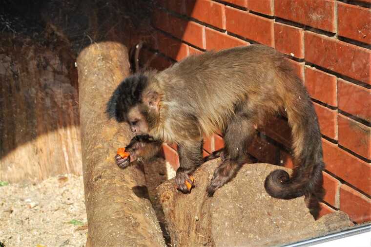 В Ровенском зоопарке обезьяна разорвала одежду посетителю