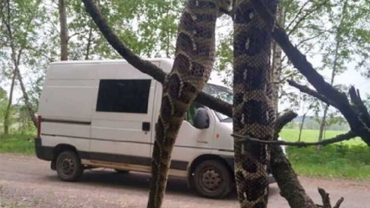 Под Житомиром водитель автобуса переехал двухметровую змею и повесил ее на дерево