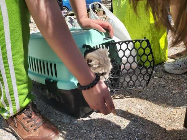 У київській багатоповерхівці, пошкодженій від атаки РФ, врятували кішку