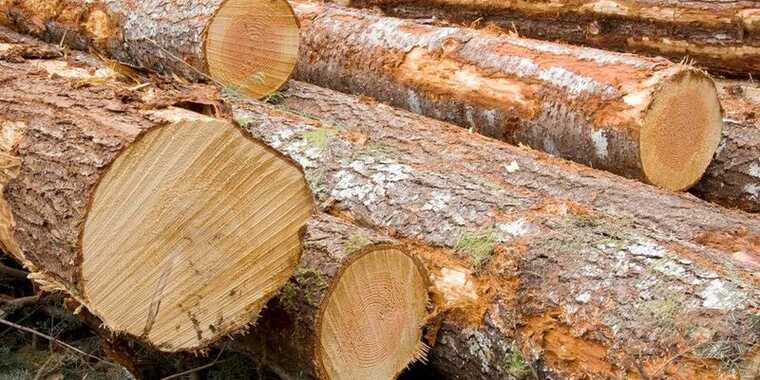 На Львівщині колишніх керівників підприємств Держлісагентства викрили на перевищенні повноважень