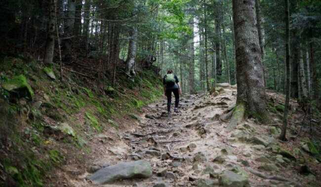 У низці регіонів України заборонили відвідувати ліси
