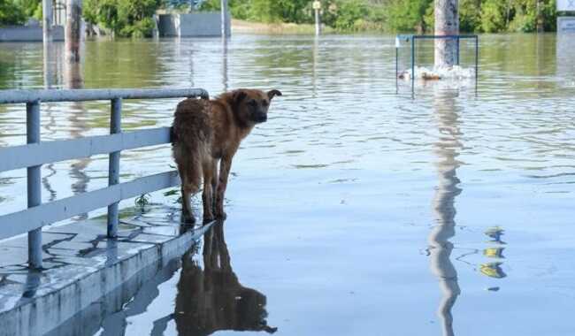 В Николаеве и области уровень воды превысил исторический максимум