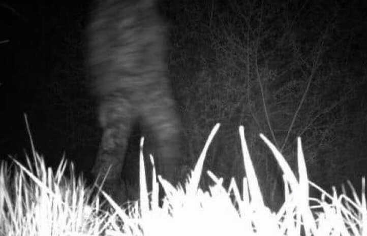 Двічі "герой" кордону: киянин, тікаючи від прикордонників, вкрав фотопастку