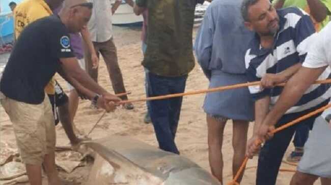 В Єгипті вирішили муміфікувати та виставити в музеї акулу, яка з’їла російського туриста