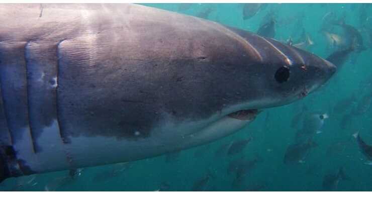 Акула, съевшая россиянина в Хургаде, в прошлом году убивала дважды