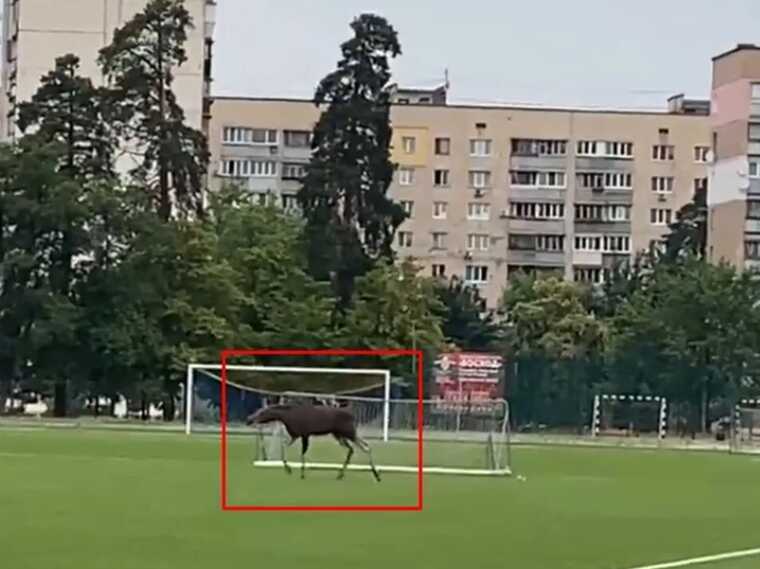 В Киеве заметили лося, гулявшего в парке Партизанской славы