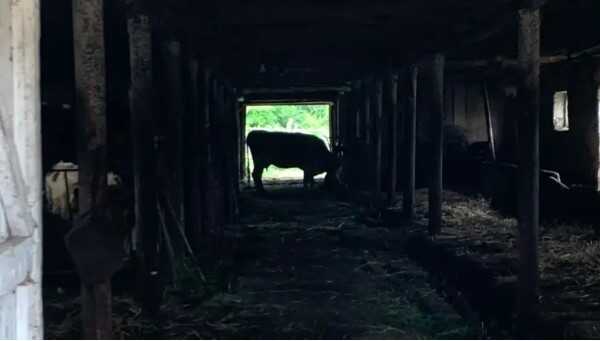 Бездомні партизани Чернігівщини