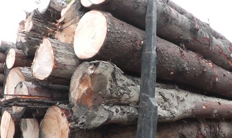 Лісничого з Київщини засудили до 5 років позбавлення волі за хабарництво