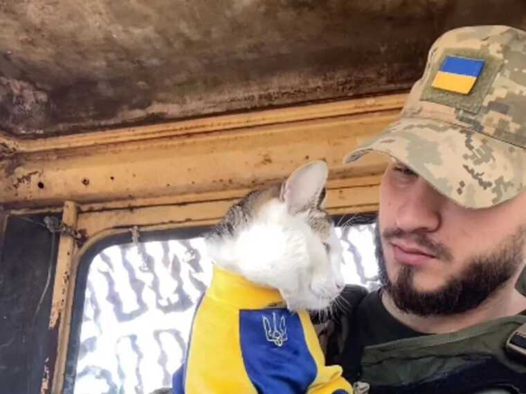 На Одещині зник бойовий котик "Шайба", військовий попросив допомоги: "Це розбиває серце"