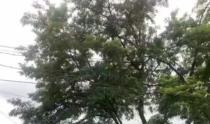 У Києві чоловік заліз на дерево та висунув вимоги до Путіна