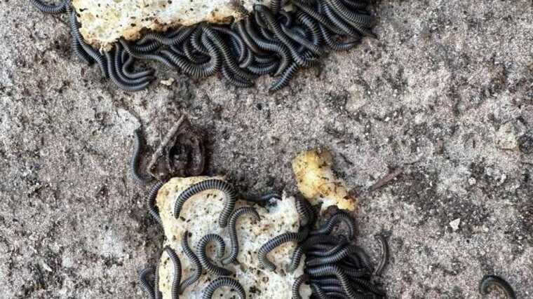 Окупанти у Маріуполі спровокували навалу хробаків