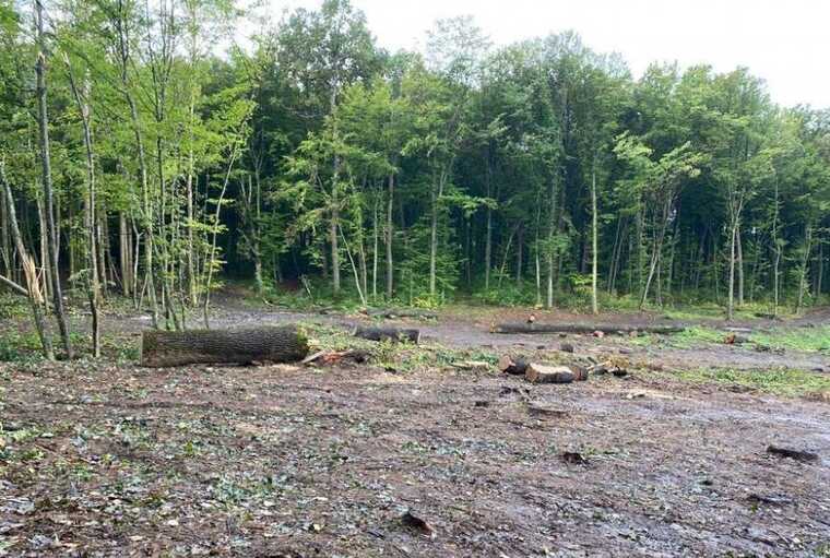 На Вінничині посадовець Держлісагентства завдав державі 50 млн гривень збитків