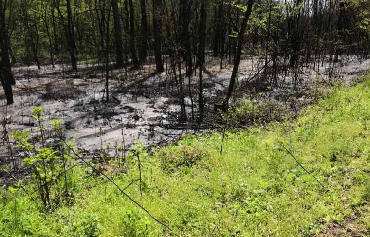 На Одещині екскомунальника підозрюють у забрудненні лісів