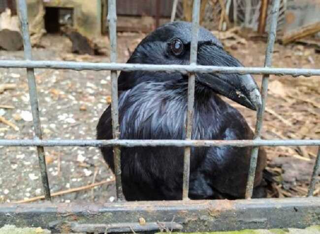 Вкрали чи випустили: у Києві загадково зник легендарний ворон