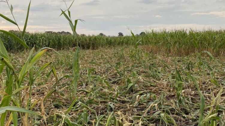 Расплодившиеся в Кобеляках свиньи вытоптали поля с урожаем: Фермеры жалуются на власти
