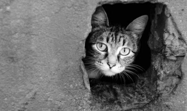 У столиці правоохоронці відкрили кримінальну справу через масове отруєння котів