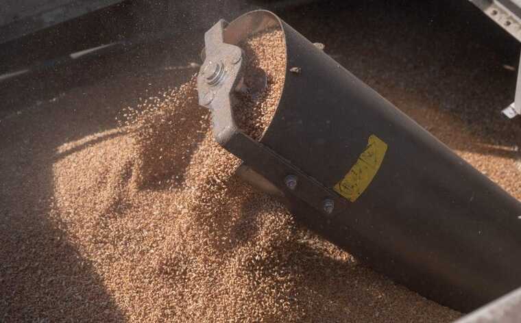 Британська розвідка: РФ б’є по українському зерну своєю найкращою зброєю