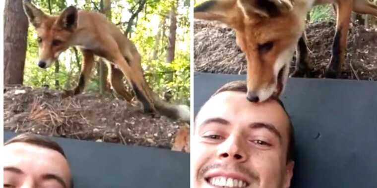 Украинский военный на фронте подружился с любознательной лисицей
