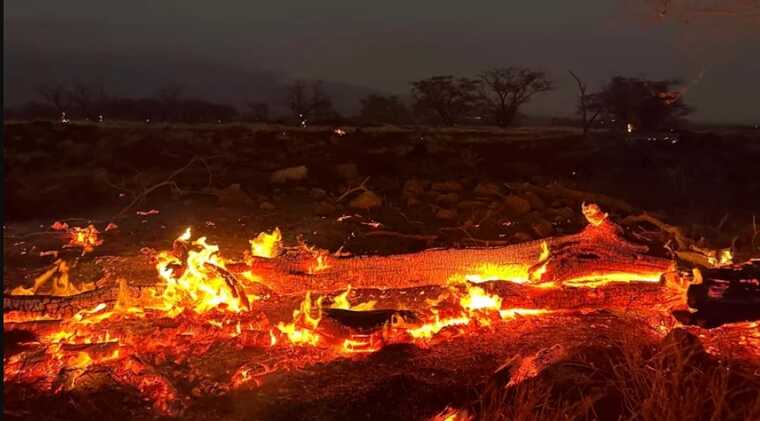 На Гаваях через лісові пожежі загинули щонайменше 67 людей