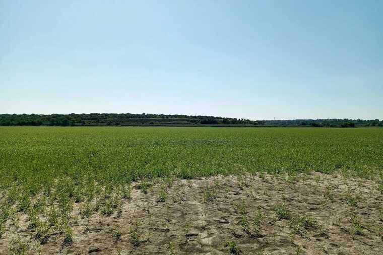 Каховское водохранилище после обмеления позеленело