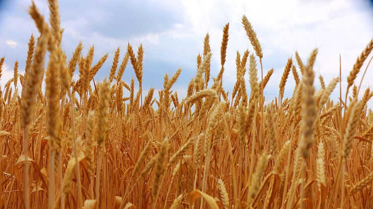 Переговори щодо відновлення "зернової угоди" можуть відбутися у Стамбулі - ЗМІ