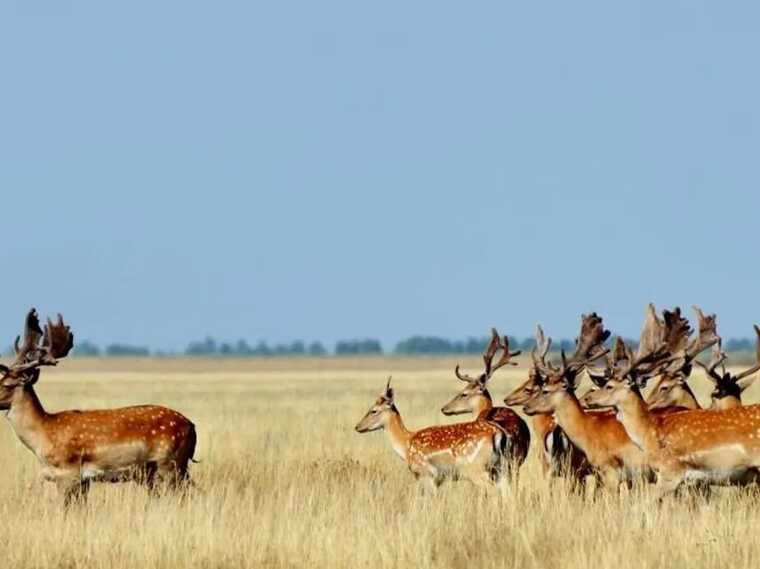 Біосферний заповідник "Асканія-Нова" знову палає: у вогні близько 7 тис. га