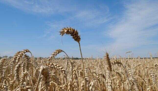 Словаччина заборонила імпорт українського зерна до кінця року
