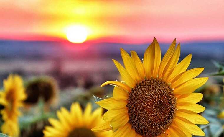 Влада Болгарії готова обмежити постачання українського соняшника на тлі масових акцій протесту