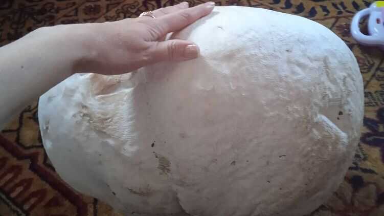 У лісі на Волині жінка знайшла гігантський гриб вагою майже дюжину кілограмів