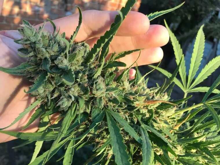 У Кривому Розі поліція виявила триметрові кущі конопель: власницею виявилась 71-річна бабця