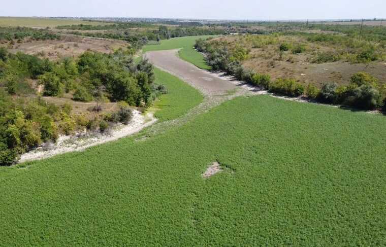 На дні Каховського водосховища росте ліс із верб і тополь