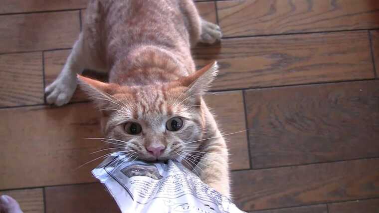 Розлючена жінка зламала мітлу, б’ючи сусідку, чиї голодні коти випрошували в неї їжу