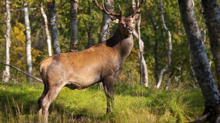 Патрульні поліцейські спіймали та вивезли до лісу оленя, який заблукав у Києві