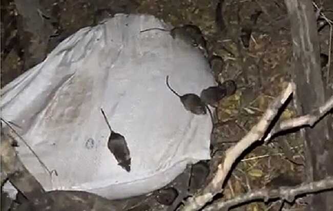 Військові показали нашестя мишей в окопах: "Вони нас скоро з’їдять"