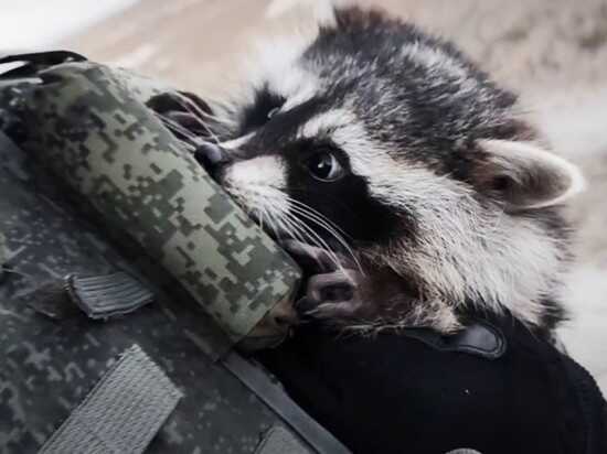 Вивезеного окупантами з Херсона єнота знову вкрали