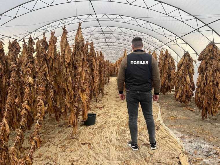 На Прикарпатті ділки організували виготовлення цигарок у теплицях