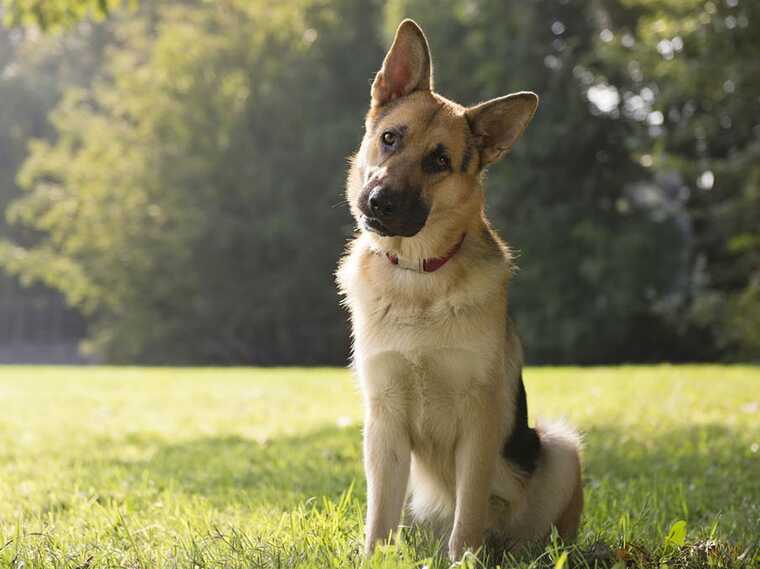 В Украине появился Государственный реестр домашних животных