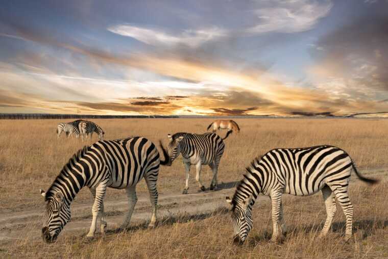 Окупанти викрадають тварин із заповідника «Асканія-Нова»