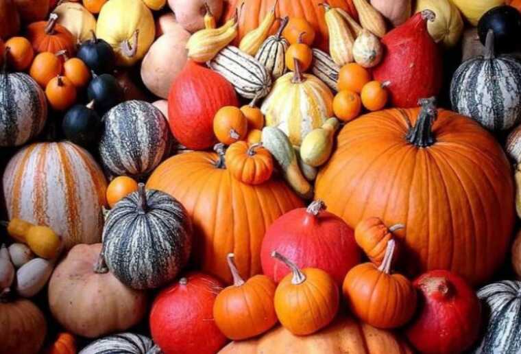 Для детей Деснянского района Киева закупят 8000 кг тыквы
