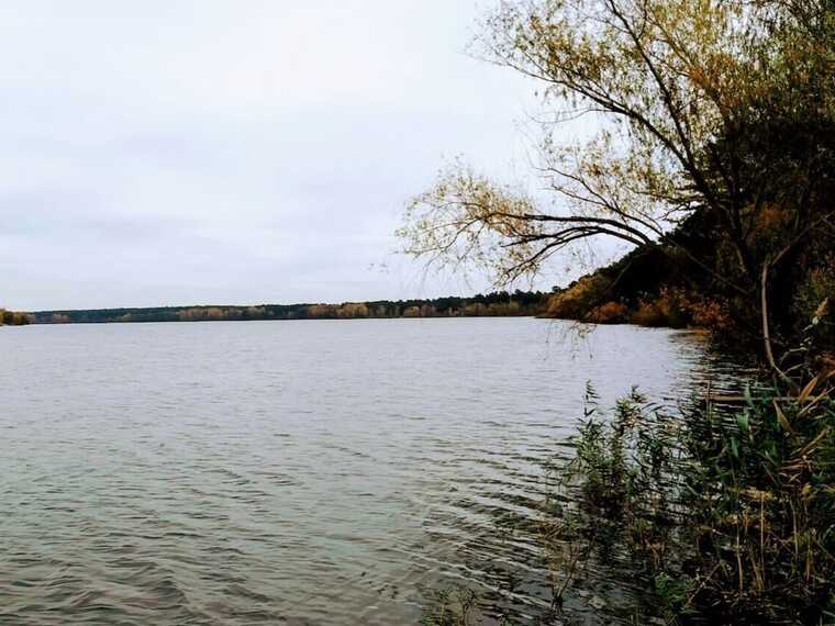 У Києві в найбільшому озері міста зафіксували масовий мор риби